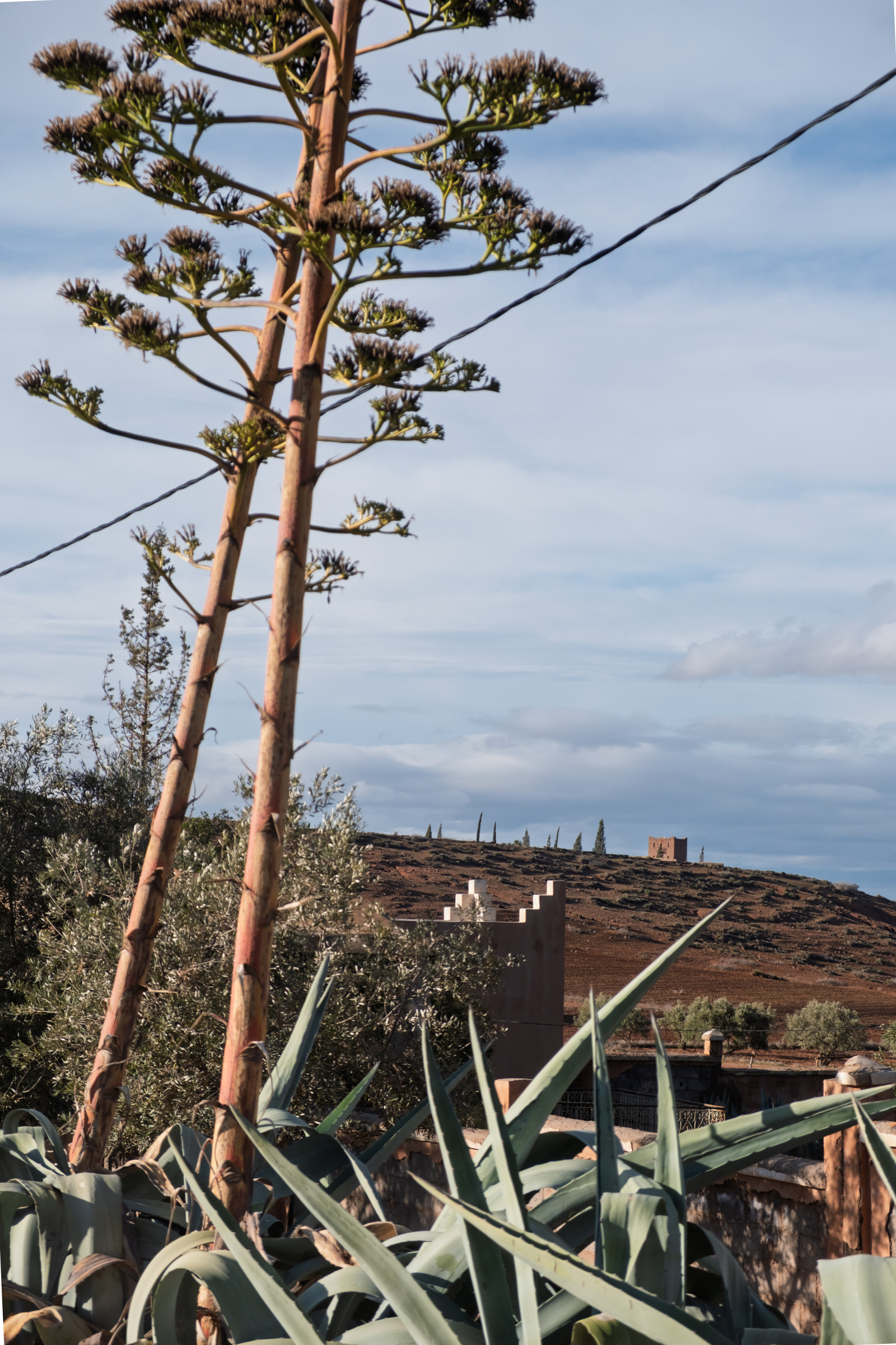 Agave plant in the foreground with a hilltop fort and power lines, blending nature and infrastructure.