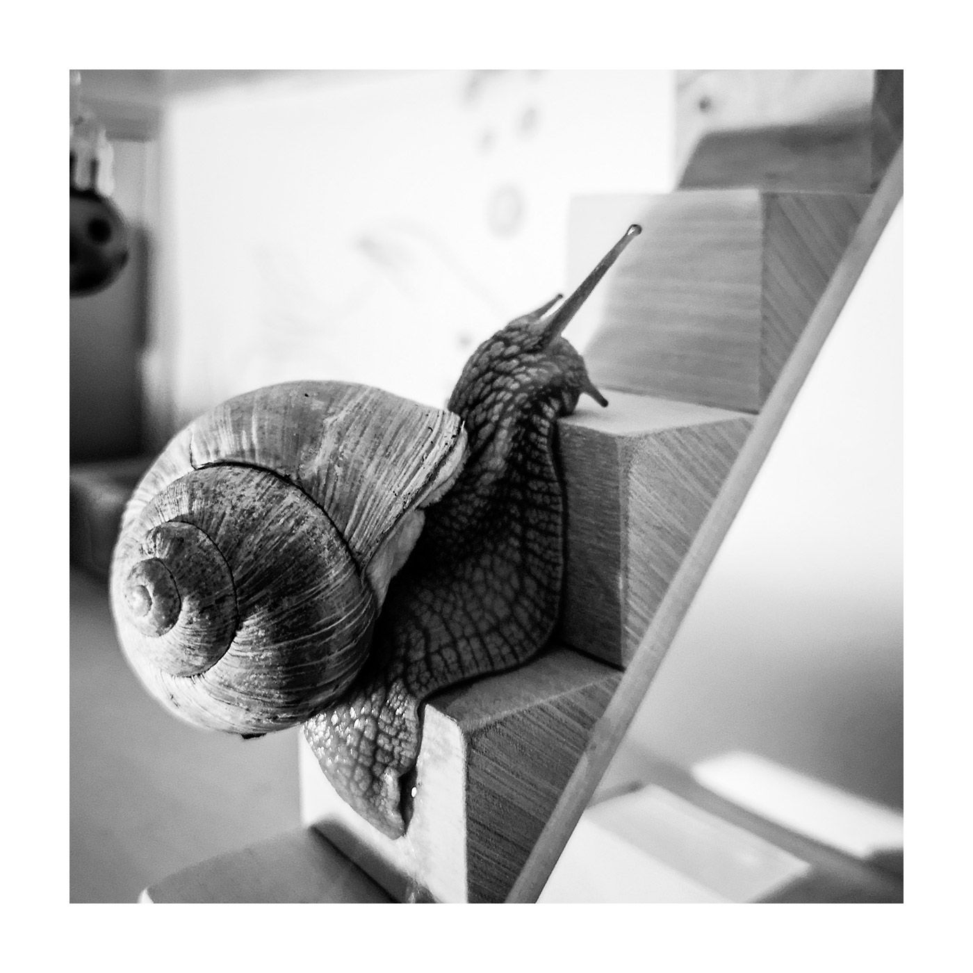 Snail's Silent Climb

#bnw #kersavond #urbanpresents #bnwphoto #blackandwhitephotography #monochrome #bnw #bw #blacknwhite #bnw_society #bnw_captures #bnw_life #photography #snail #animals