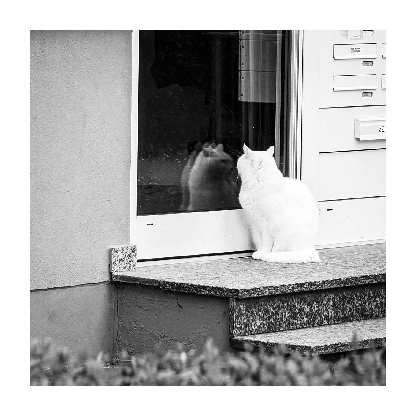 "Quiet Feline Reflection"
Cologne, Jun 2024

#bnw #photography #kersavond #cats #catslife #catoftheday #urbanpresents #blackandwhitephoto #pixelpro8